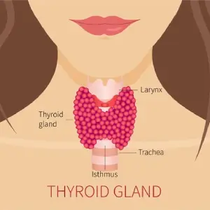 Diabetics, Thyroid , Hormone